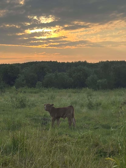 Calf from Rasinski Ranch