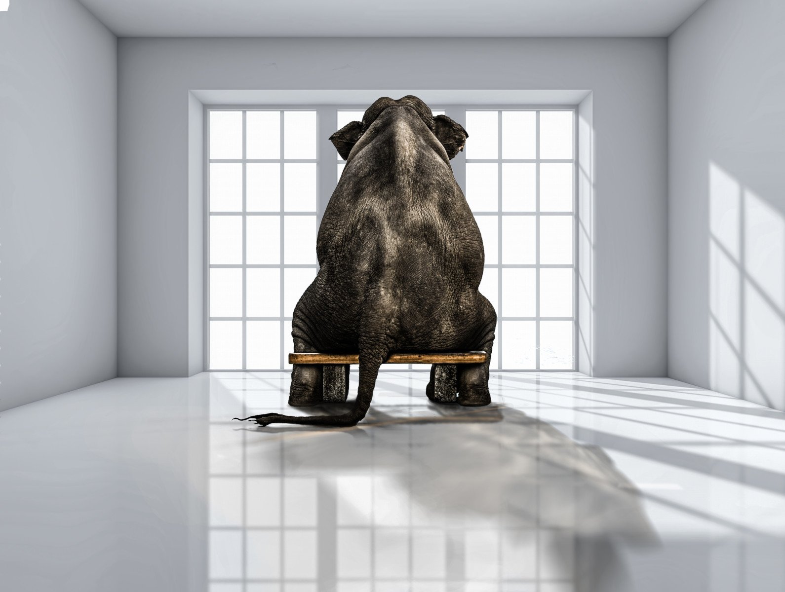 elephant sitting on chair